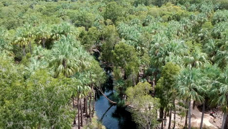 vidéo cinématographique de drone nageant dans des sources chaudes dans l'outback de mataranka source naturelle de katherine entre les palmiers