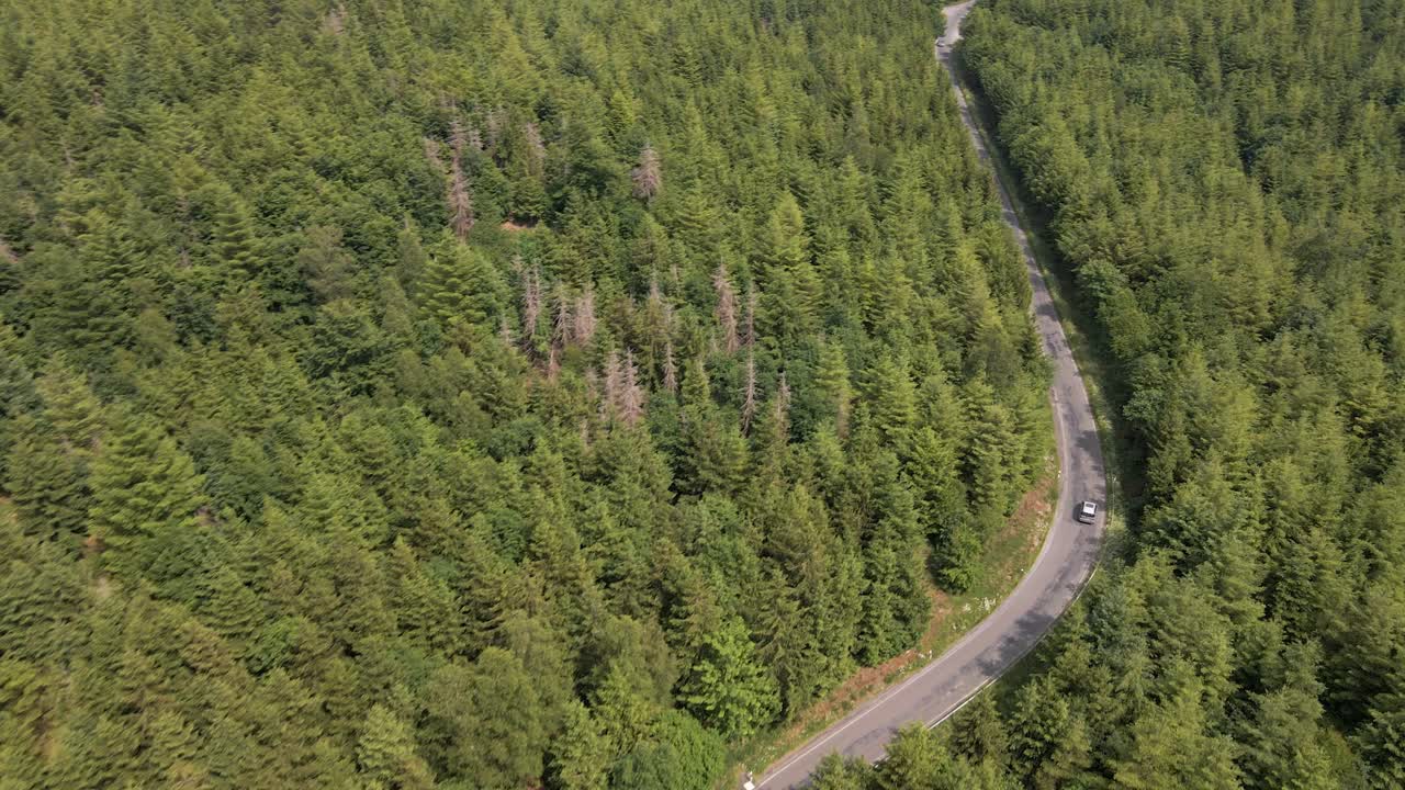 vuelo circular del dron en un día soleado sobre una carretera con coches que pasan serpenteando a través de un enorme bosque de pinos en las montañas