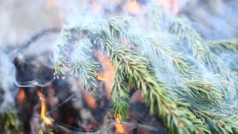 bright green tree branch burns in campfire