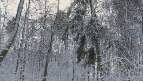 Trail-Through-The-Forested-Park-Covered-By-Winter-Snow