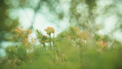 beautiful wildflowers swaying in the wind, captured with a petzval-style lens that adds a vintage, dreamy atmosphere with soft swirly bokeh and warm pastel tones.
