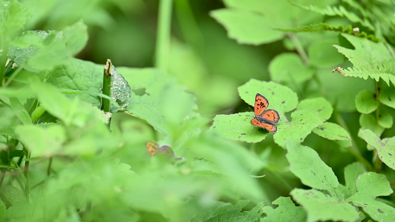 close-up of Lycaena kasyapa, the green copper butterfly on a leaf.