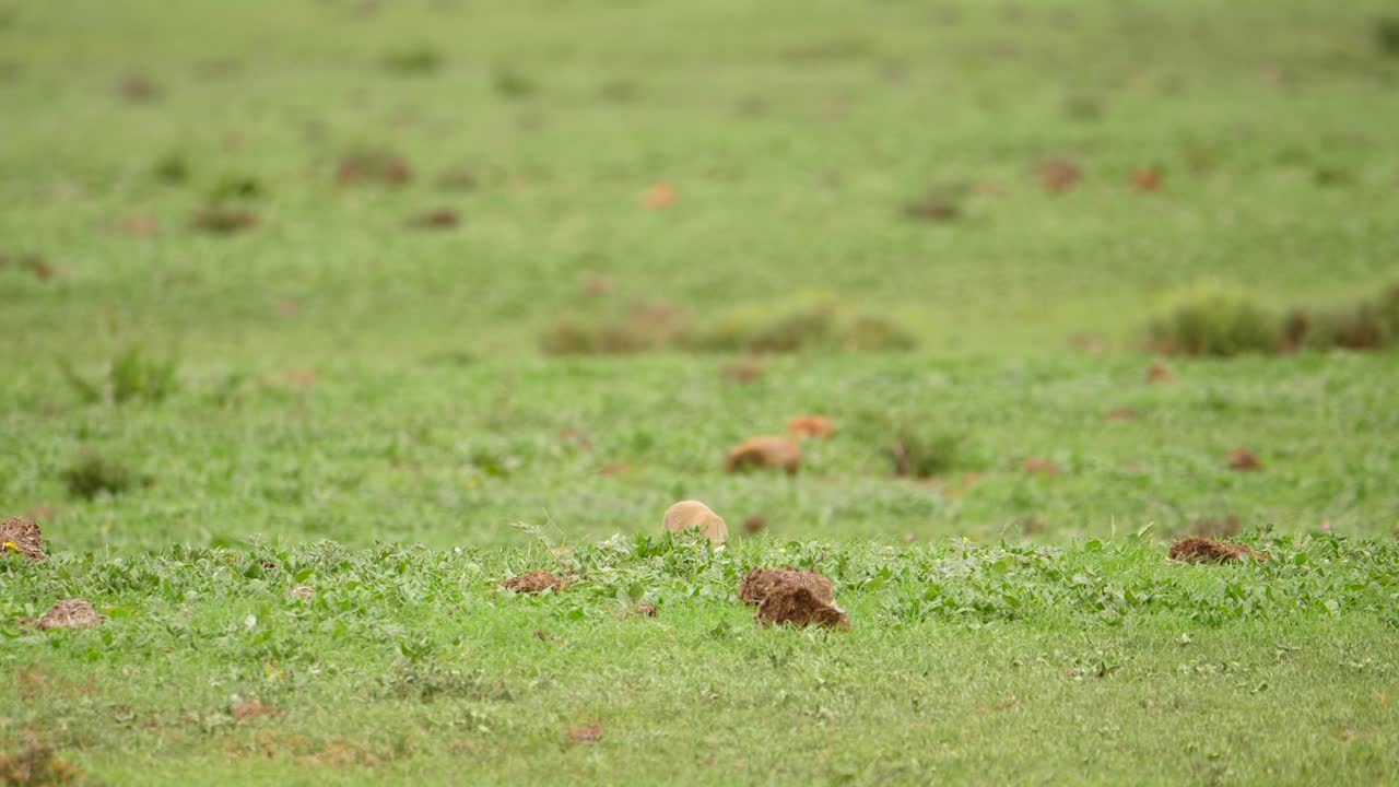 dos mangostas amarillas vigilantes buscan depredadores mientras descansan en las llanuras cubiertas de hierba de áfrica