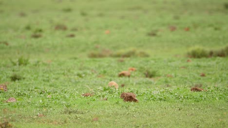 Two-watchful-yellow-mongooses-look-out-for-predators-while-resting-on-the-grassy-plains-of-Africa