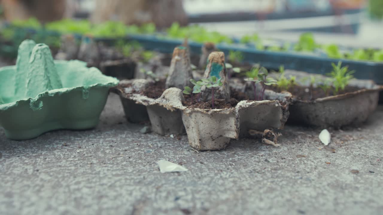 Recycling toilet tube egg cartons for sowing seeds