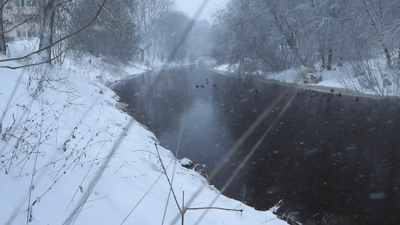 Heavy snow fall on and around dark river water during winter time with white fluffy snow covered river banks on both sides with large trees, grass and wheat plants covered in snow. Mallard ducks swim.