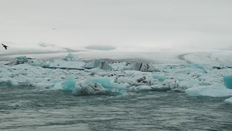 Seabirds-looking-for-a-meal-in-an-Icelandic-glacial-lagoon