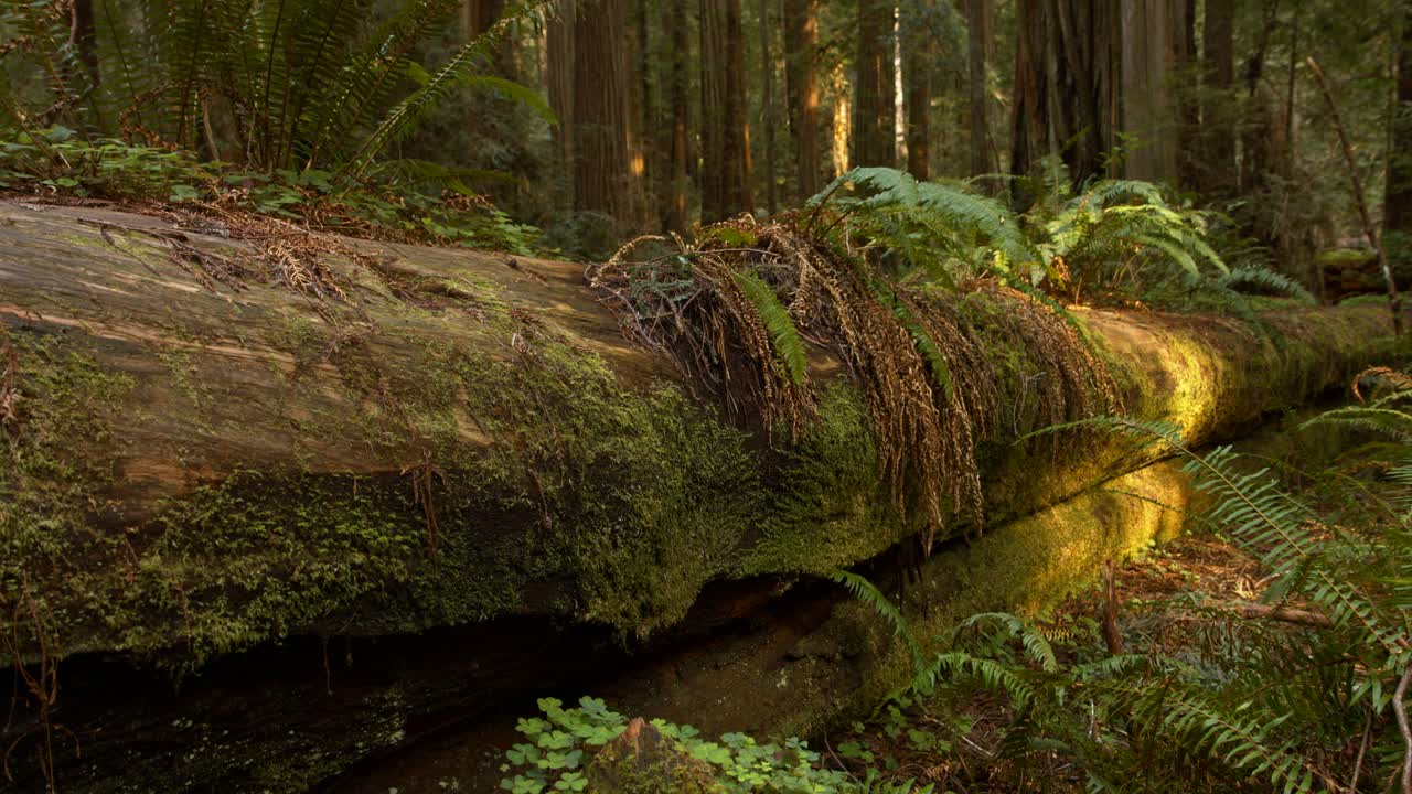 A moss-covered fallen log lies in a lush, sunlit forest. Ferns surround the scene, creating a serene and peaceful atmosphere. Sunlight filters through tall trees
