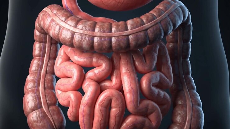 Human stomach and coiled intestines shown in realistic detail against a dark silhouette in a three-dimensional render