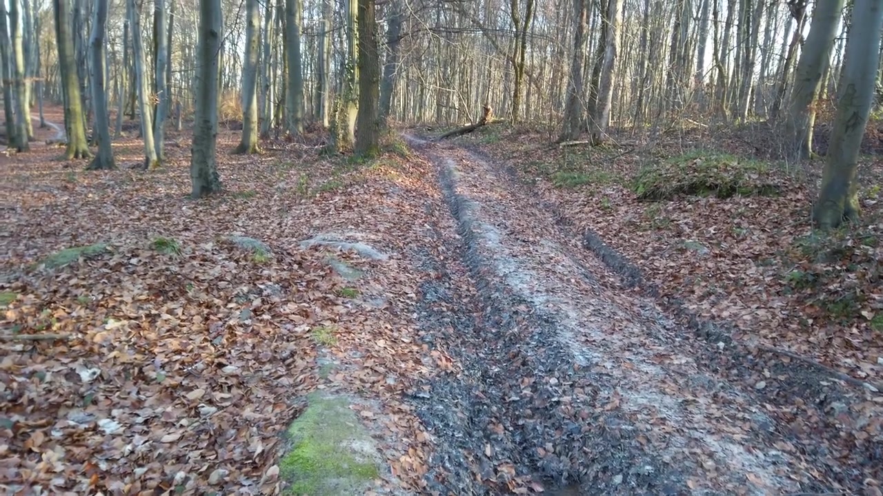Frozen water after rain in the winter forest.