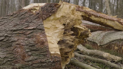 dolly shot across broken splintered fallen tree trunk with chainsaw cut markings on the bark