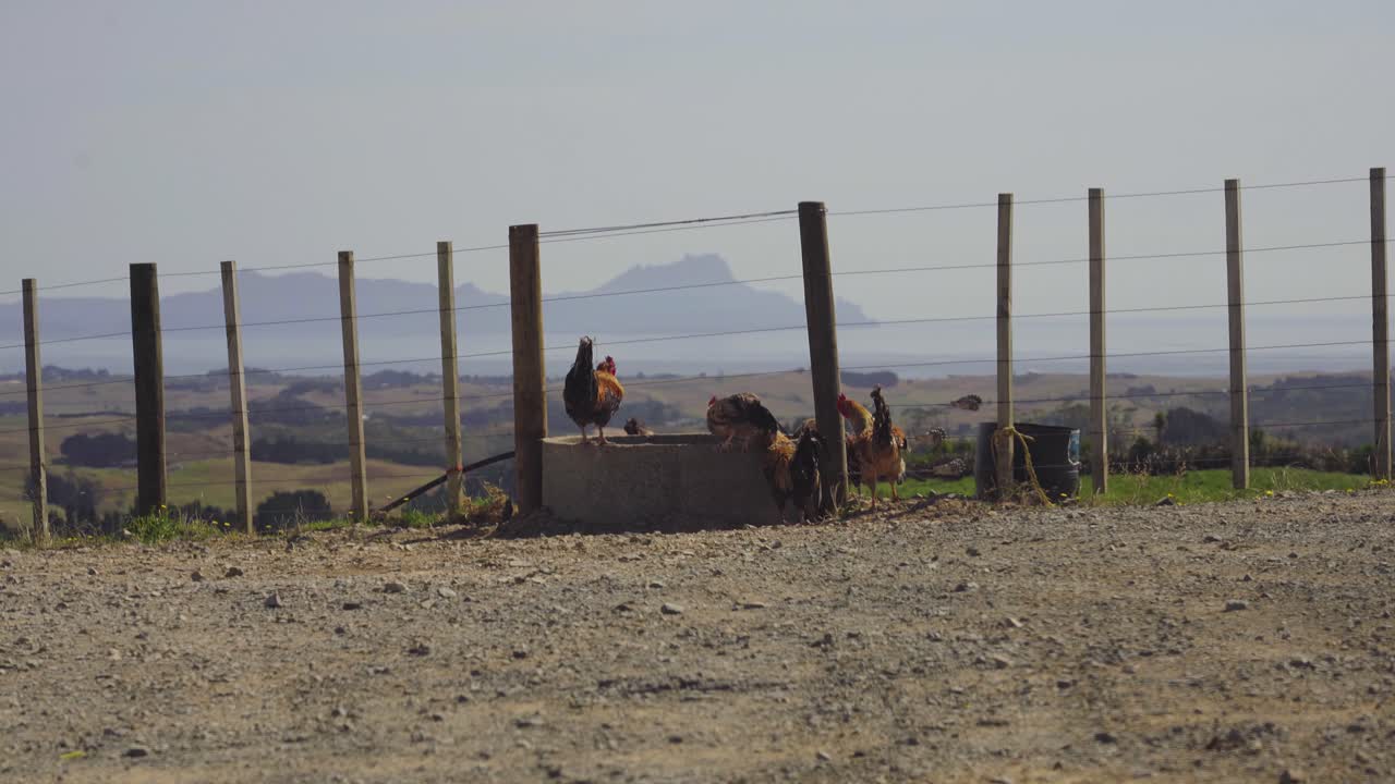 Wild chickens drinking at waterhole with beautiful landscape in the background