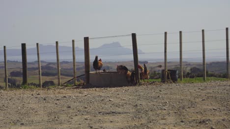 wild chickens drinking at waterhole with beautiful landscape in the background