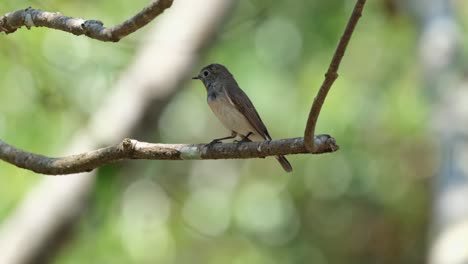 Facing-to-the-left-whiled-perched-on-a-branch-under-the-shade-of-the-tree-as-it-looks-around,-Red-throated-flycatcher-Ficedula-albicilla,-Thailand