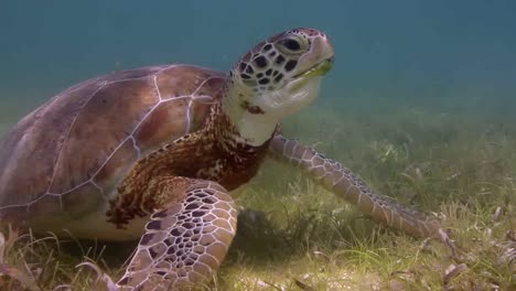 tortuga 56