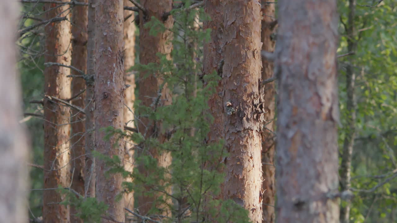línea de troncos de pino en un bosque denso