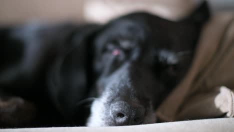 a narrow focus view on the nose of a sleeping senior black dog as it lies on a home floor