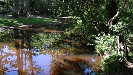 Arroyo-Del-Bosque-Bajo-La-Luz-Del-Sol-Con-Agua-Ondulante-Y-Reflejos-Completos-En-Verano-En-El-Nuevo-Bosque-Hampshire,-Reino-Unido