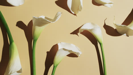 video of white kalia flowers with copy space on yellow background