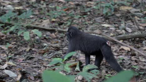 Un-Mono-Salvaje-Y-Libre-Caminando-Por-La-Jungla