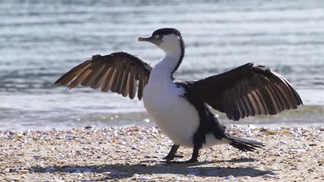 Un-Hermoso-Ave-Marina-Cormorán-De-Varios-Colores-Extendiendo-Sus-Alas-En-La-Playa---De-Cerca