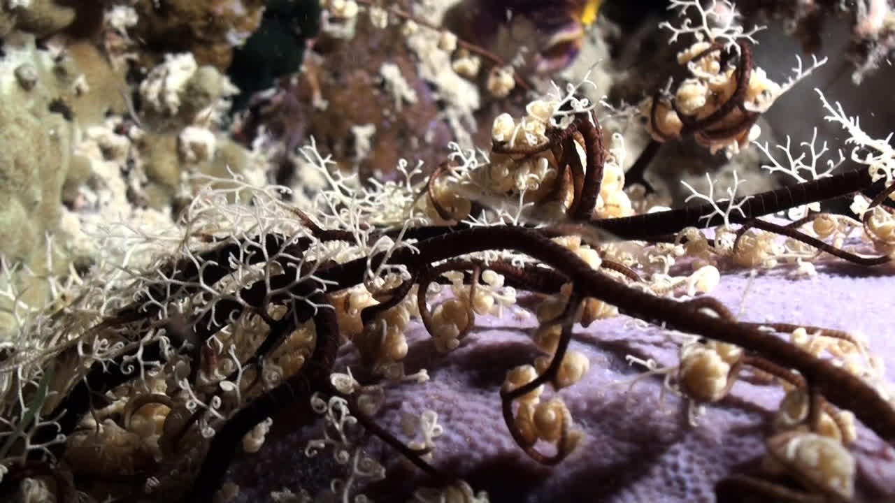 la estrella gigante de la canasta retrae los brazos, toma de medio a primer plano durante la noche en el arrecife de coral en el indo-pacífico