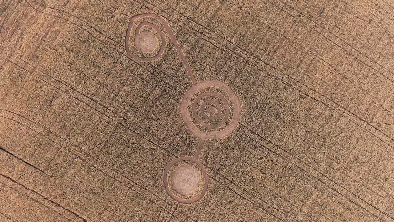 misteriosos círculos de cultivo en un campo de trigo