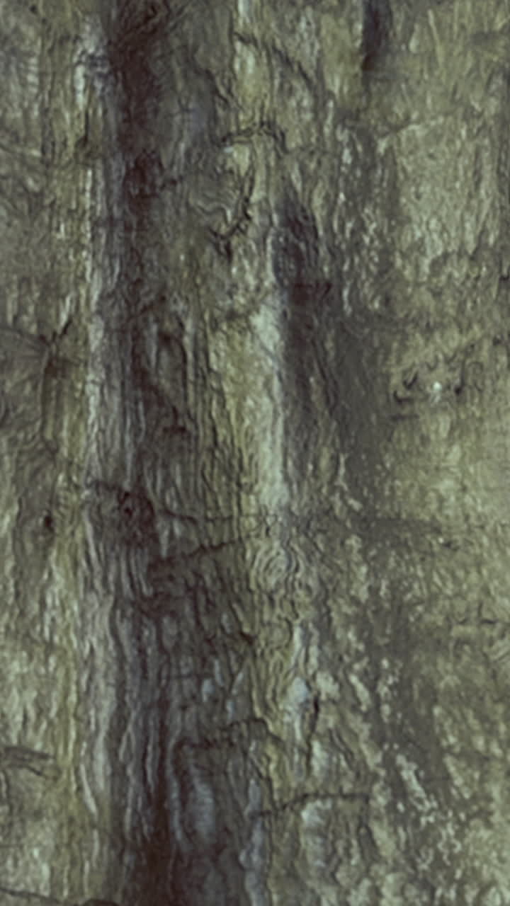 Tronco de árvore majestoso em meio a uma vegetação vibrante sob a luz do sol da tarde