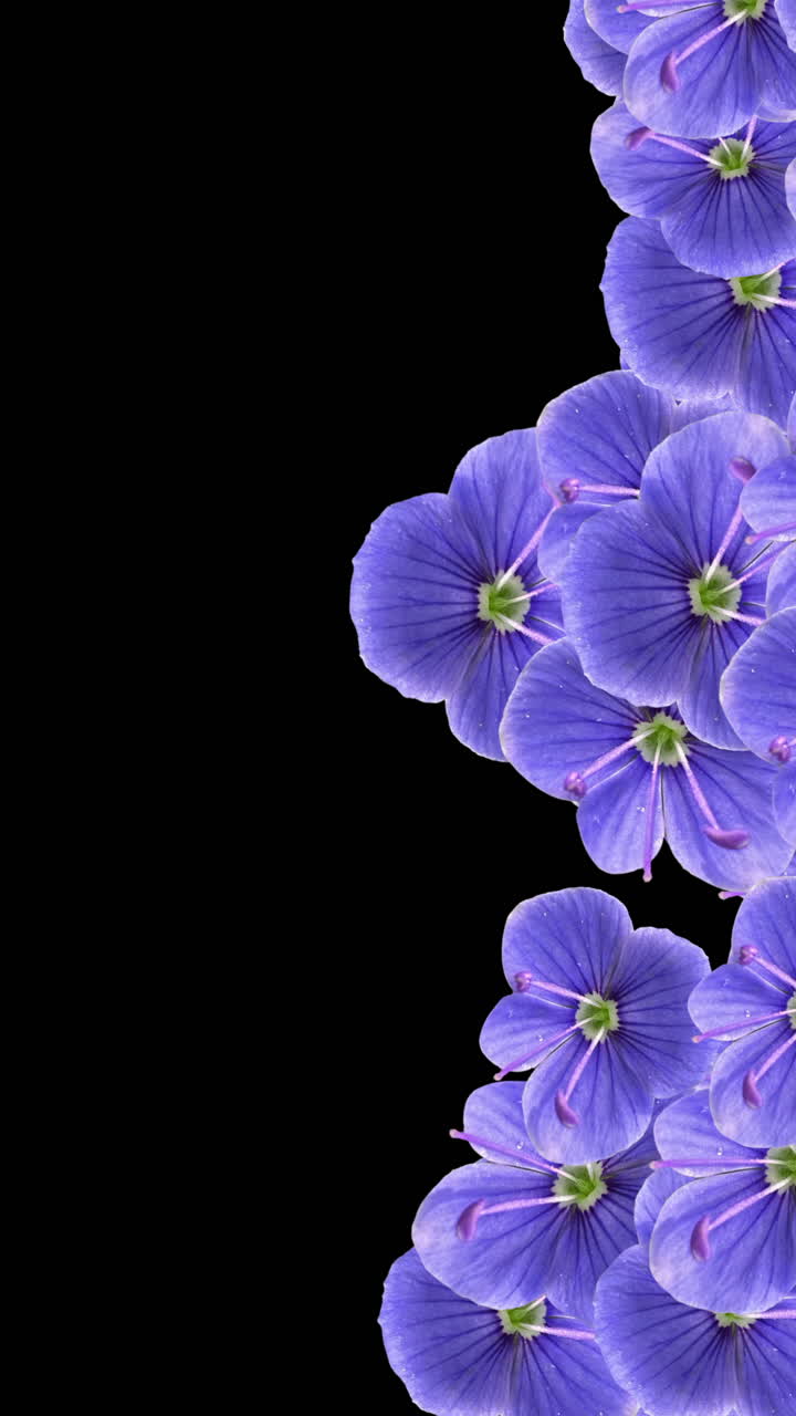 Animerede lilla blomster, der dukker op og forsvinder på sort baggrund