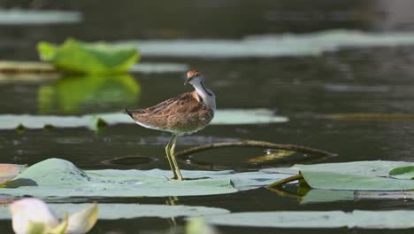 pheasant-tailed jacana - hydrophasianus chirurgus immature