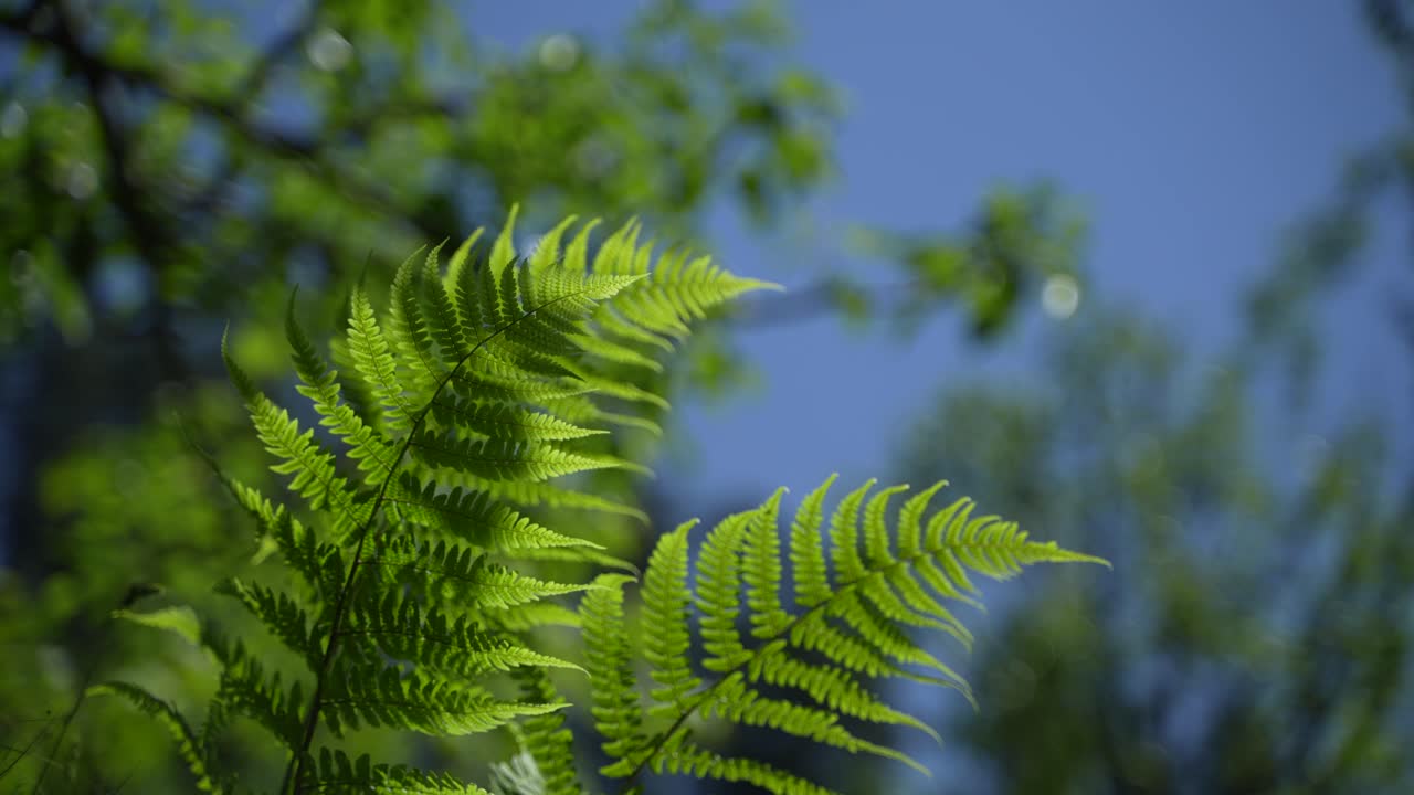 Fern trees looking up at the sky.