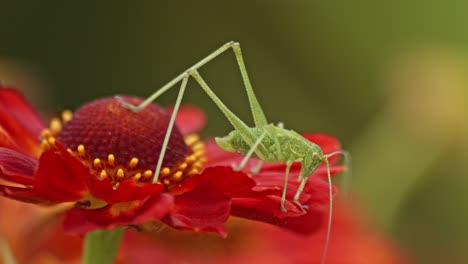 un saltamontes verde descansa sobre una flor roja