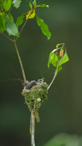 Die-Schwarznacken-Monarch-Küken-Schienen-ängstlich-Zu-Sein,-Als-Sie-Darauf-Warteten,-Dass-Ihre-Eltern-Kommen-Und-Ihnen-Futter-Bringen