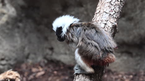 a small monkey with white fur on the head is on a branch and looking around him