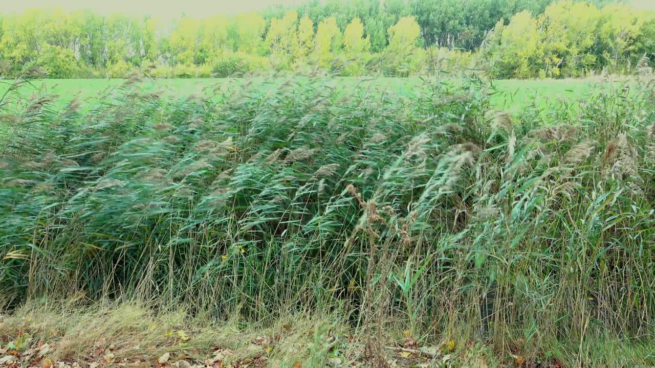 Reeds blowing in a strong wind with greenery behind.