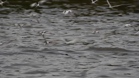 Terns-and-Gulls-Skimming-for-Food-are-migratory-seabirds-to-Thailand,-flying-around-in-circles,-taking-turns-to-skim-for-food-floating-on-the-sea-at-Bangpu-Recreational-Center-wharf