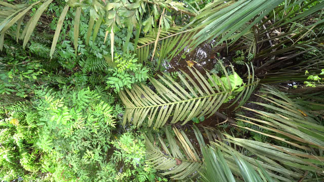 위에서 내려다보는 캐노피 워크에서 부러진 나무 블록