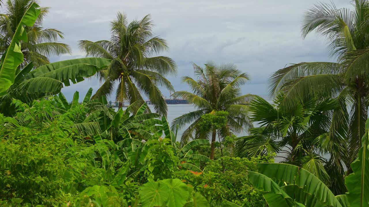 A static shot of dense palms open toward a gray horizon, a small island resting offshore, the frame holding the quiet weight of distance near Mauban Port, Quezon Province Philippines