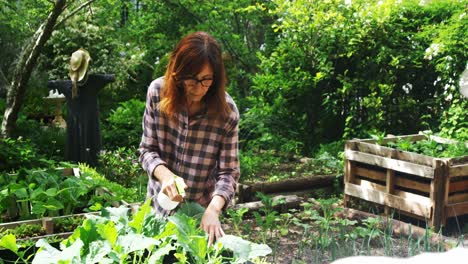 mujer madura regando plantas en el jardín 4k