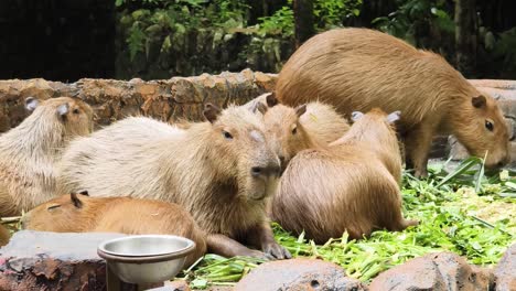 group of capybaras