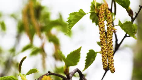 close up of white birch in a spring, with fresh unfurled leaves, small erect female catkins, and drooping male catkins