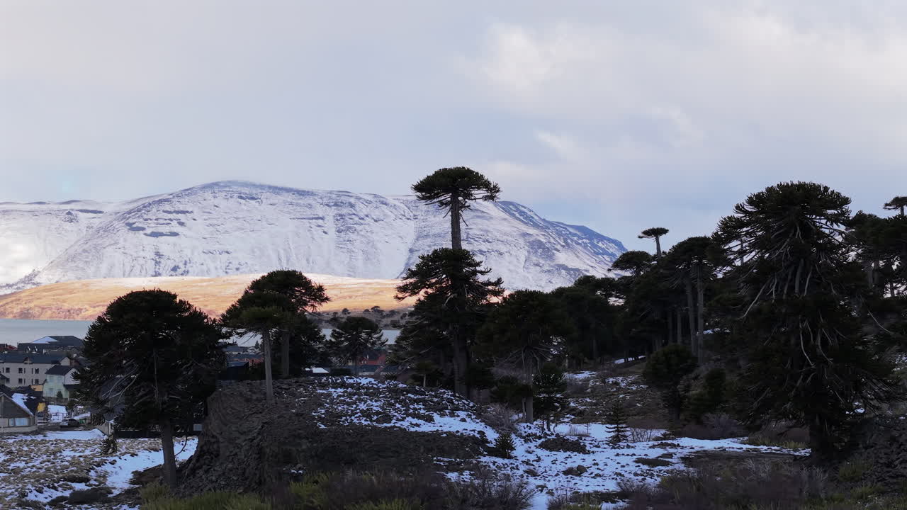 Scenic landscape view of iconic Araucaria or monkey puzzle trees in a snowy winter landscape with the Andes mountains in Caviahue Patagonia Argentina