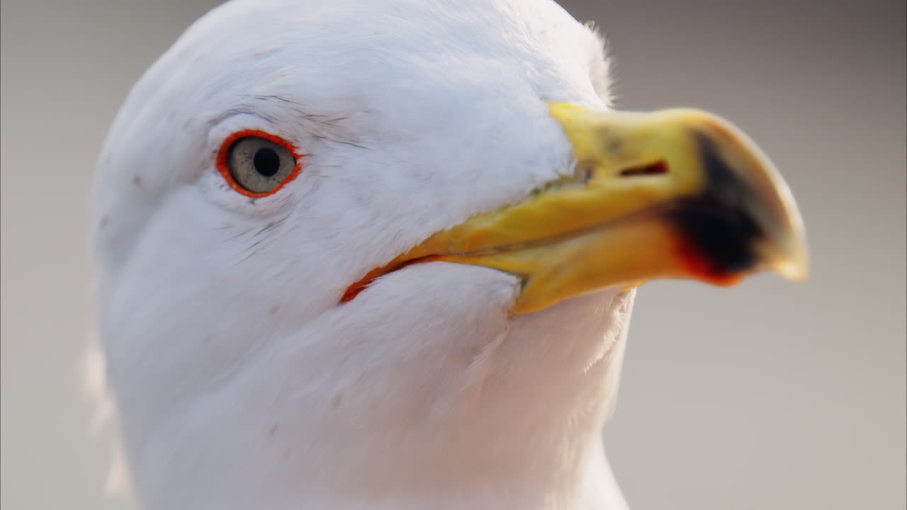 Lähikuva lokista sumealla taustalla