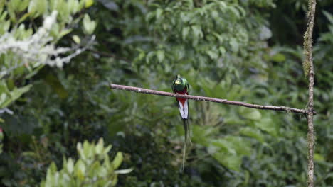 resplandeciente macho de quetzal posado en una rama, comiendo un aguacate silvestre, san gerardo costa rica