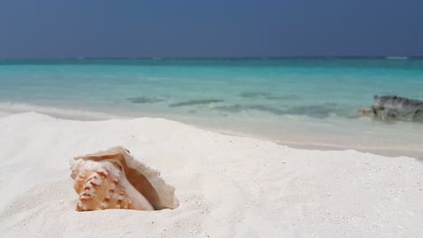 Beautiful-seashell-plunged-on-white-sand-of-quiet-exotic-beach-with-blur-background-of-turquoise-sea-and-blue-sky,-copy-space