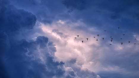 el pájaro está migrando a través de las nubes oscuras