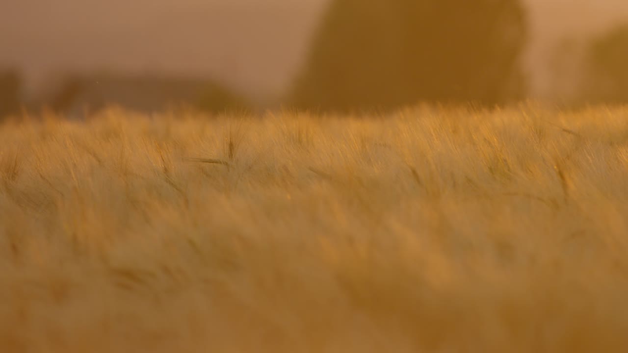 близко к пшеничному полю при закате солнца