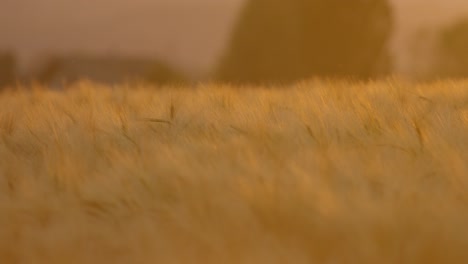 close up of a wheat field at sunset