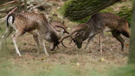 two stags fighting in forest