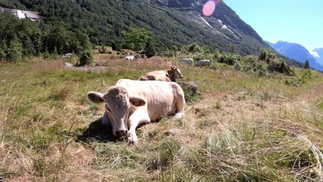 Happy-cattle-relaxing-in-meadow-grasslands-in-Norway-wilderness---Sunny-day-handheld-static-shot-of-cow-laying-in-nature